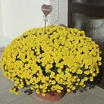 בית הארחה Vogloeder Hof 4*
